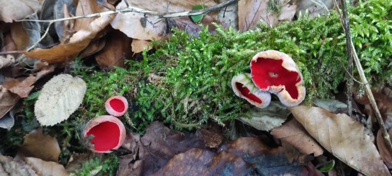 перші гриби в лісі