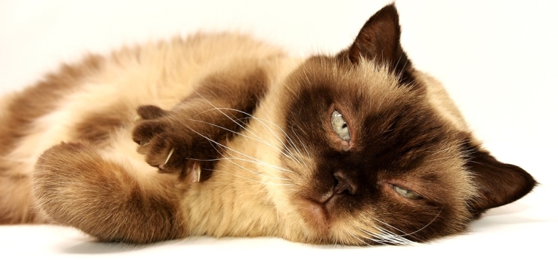 День кота в Європі: наймиліші світлини котиків-муркотиків (ФОТО) - фото №7