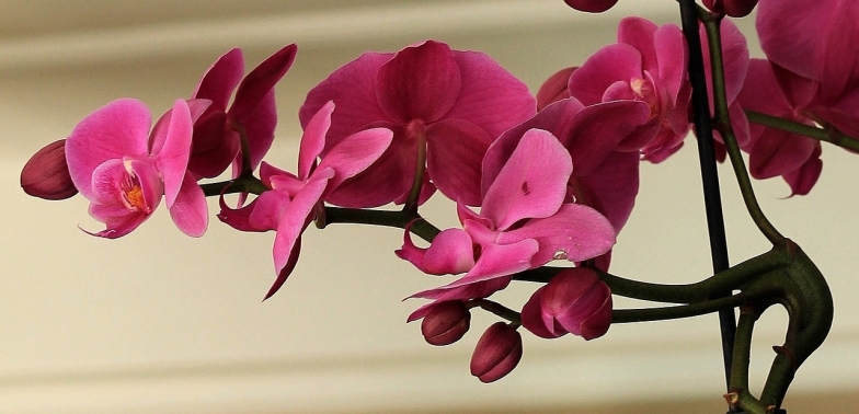 ТОП-5 самых красивых цветов в мире (ФОТО) - фото №8