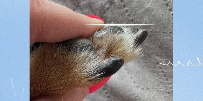 Як визначити, чи пора стригти кігті собаці