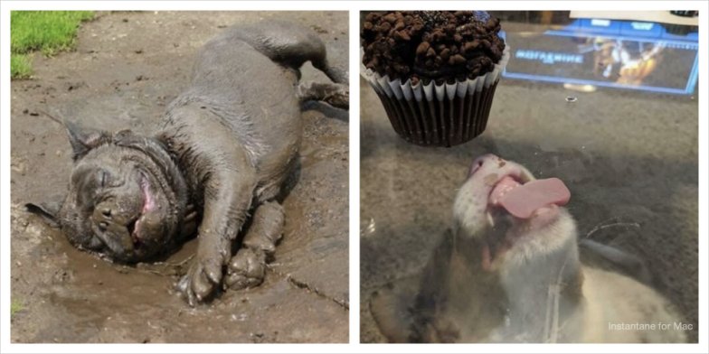 Як собаки проявляють свої емоції