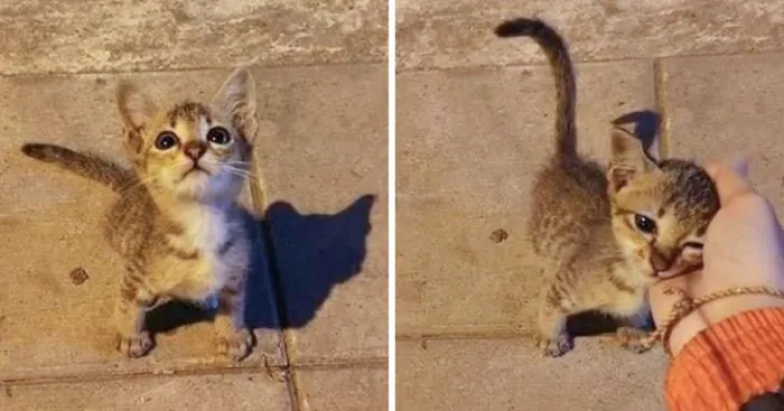 Милые и смешные котики — фото для хорошего настроения