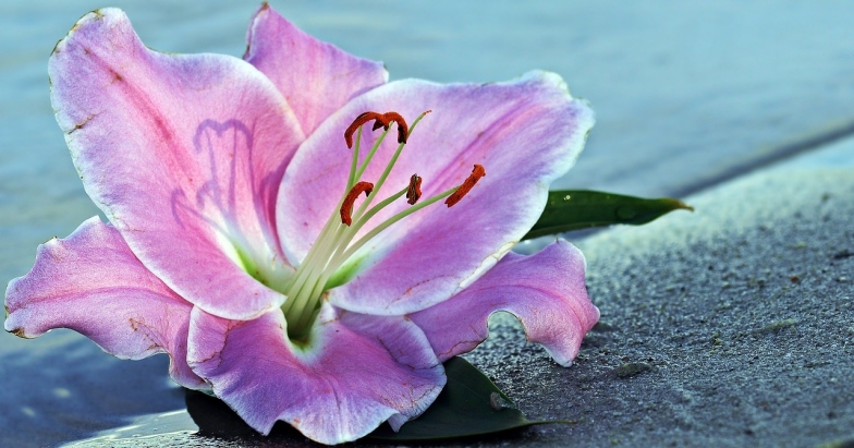 ТОП-5 самых красивых цветов в мире (ФОТО) - фото №12