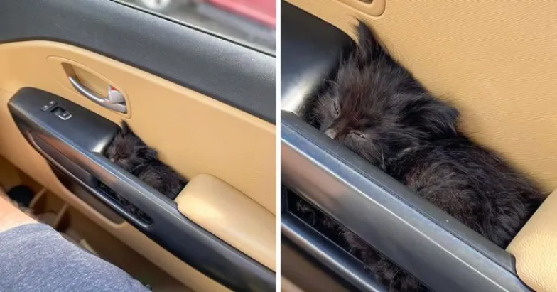 Милые и смешные котики — фото для хорошего настроения