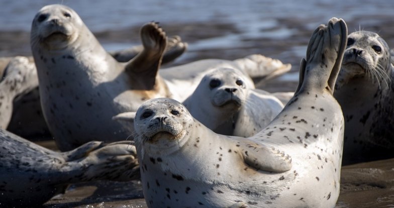 Фото тюленів у природному середовищі