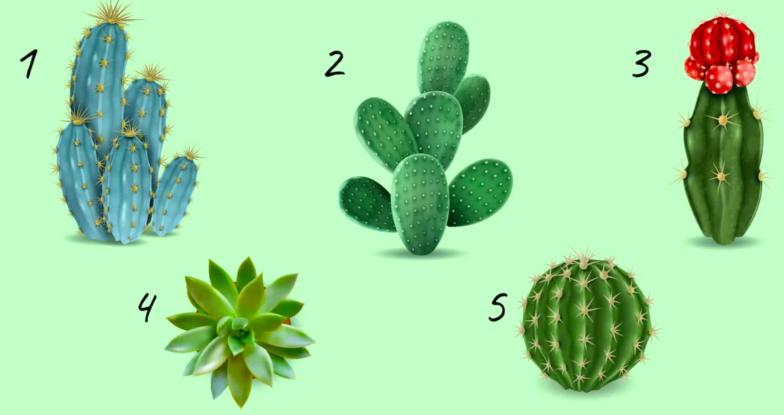 Выберите кактус и узнайте, какой вы человек. Тест - фото №1