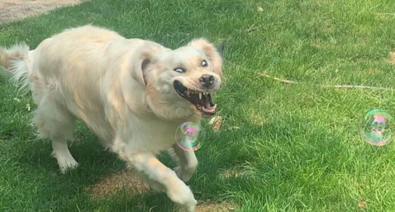 Як собаки проявляють свої емоції