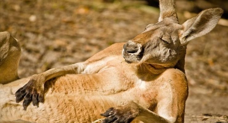 Фото спящего кенгуру