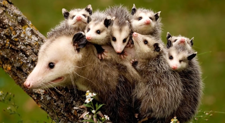 Кумедні фото диких тварин з малечами
