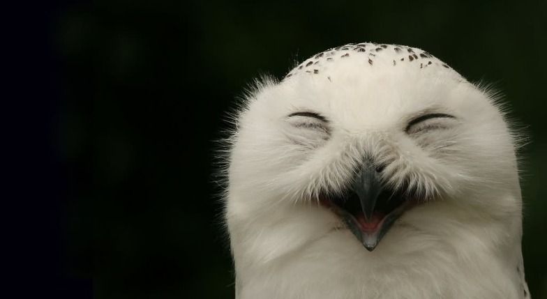 Фото сови, яка посміхається