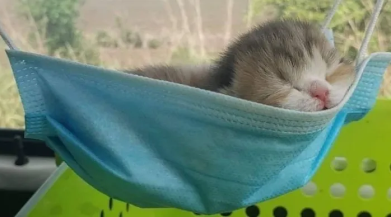 Милые и смешные котики — фото для хорошего настроения