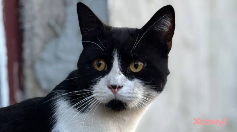 Почему коты виляют попой перед приступом: роль дофамина, адреналина и проверка опоры