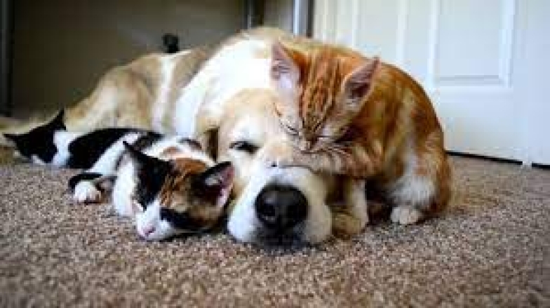 На фото собака лежит с котами