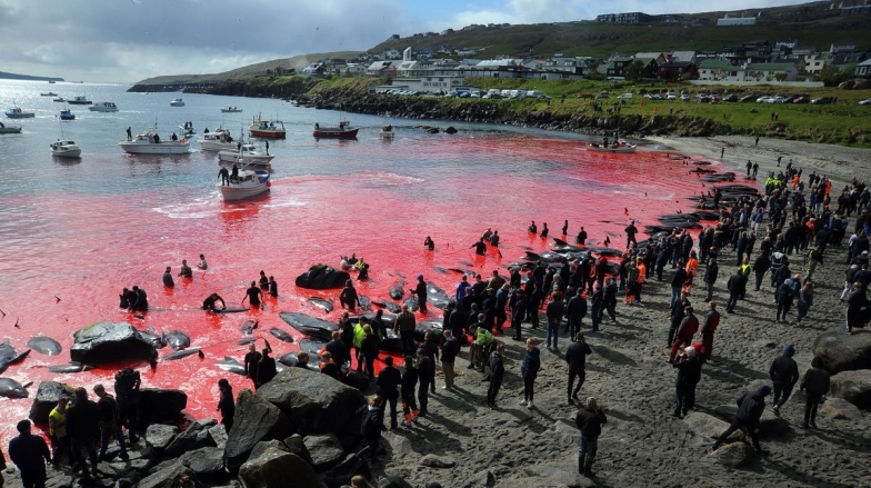 Кровавая бойня ради забавы: на Фарерах убили полторы тысячи дельфинов (ФОТО) - фото №1