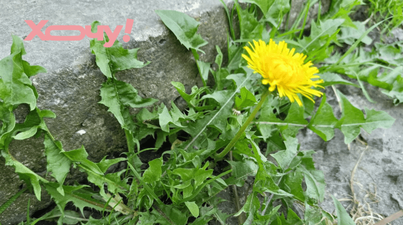 Как выглядит одуванчик лекарственный сорняк, чем полезен на огороде