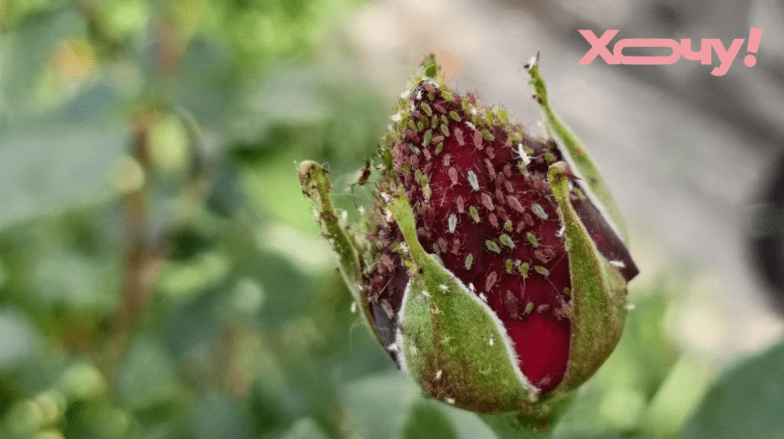 розчин від попелиці