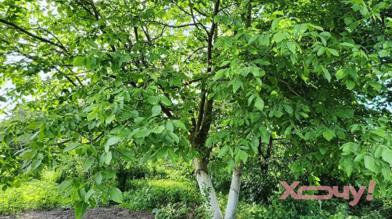 ореховые листья компост