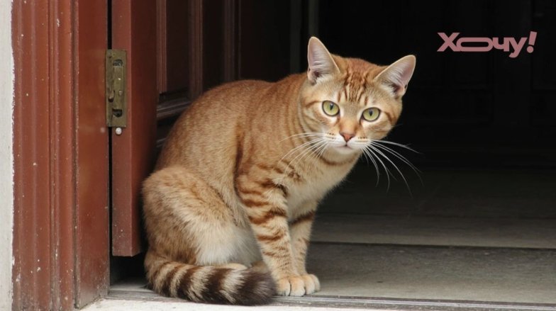 Имена для кошек и кошек: 200 уникальных кличек по цвету и характеру