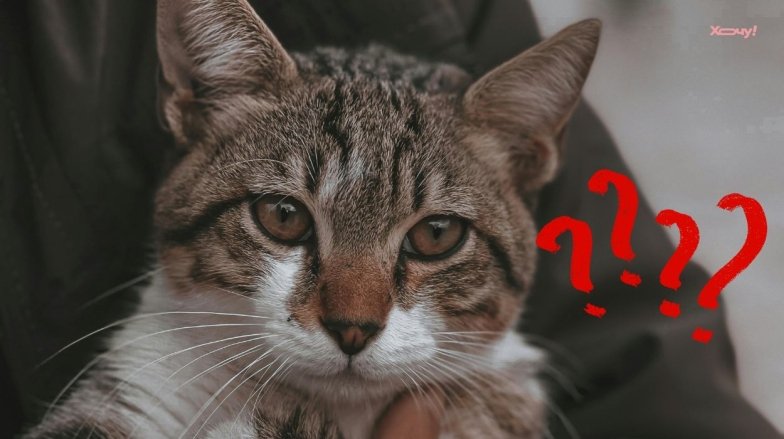 Поведінка котів: чому кішка боїться рук та як правильно її брати