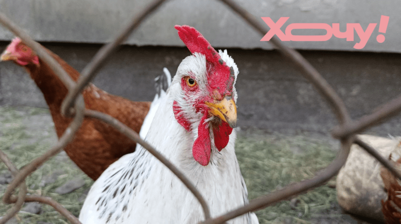 чому ми їмо курей