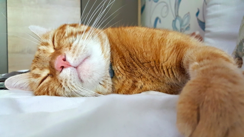 Фото спящего рыжего кота