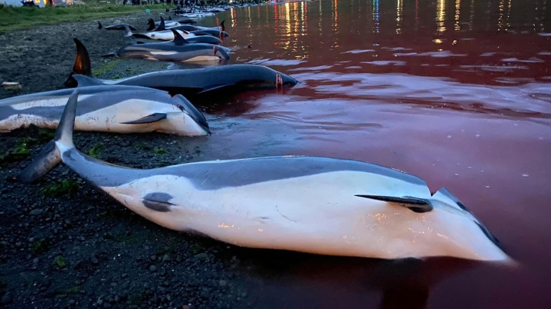 Кровавая бойня ради забавы: на Фарерах убили полторы тысячи дельфинов (ФОТО) - фото №3