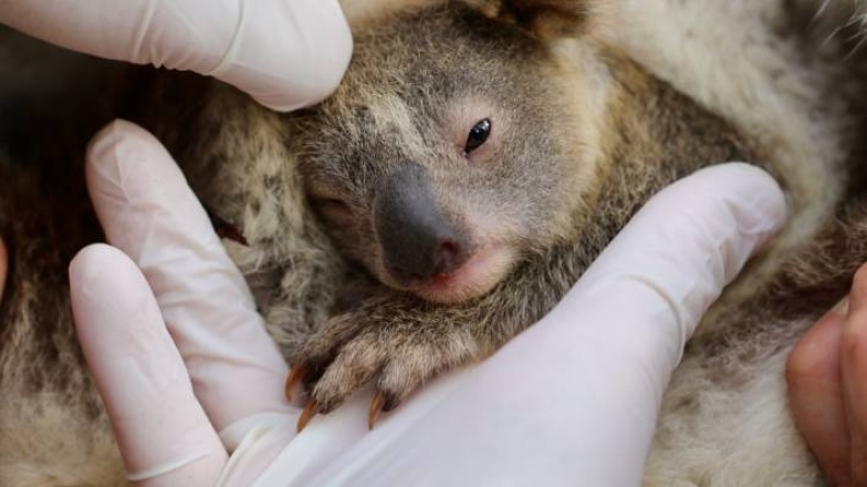 Маленькая радость: в Австралии родилась первая коала после пожаров (ВИДЕО) - фото №2