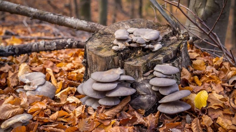 як знайти гливи в лісі