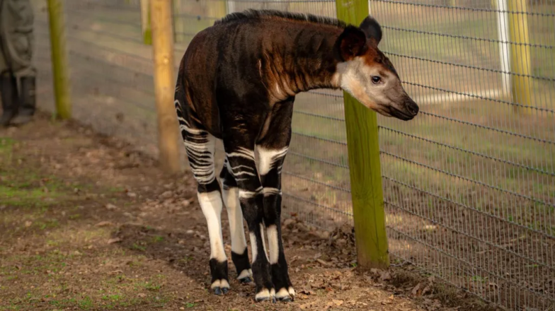 Редкий детеныш окапи, по имени Нео на фоне зелени в Британии
