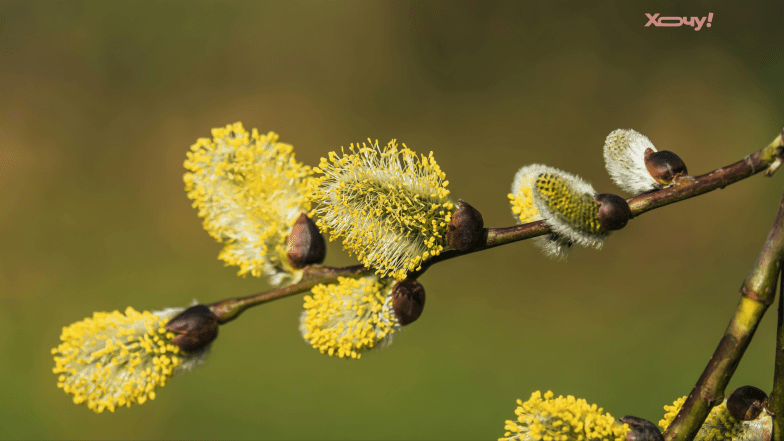 великий вторник что нельзя