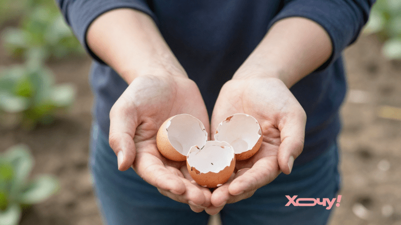 яичная скорлупа на огороде