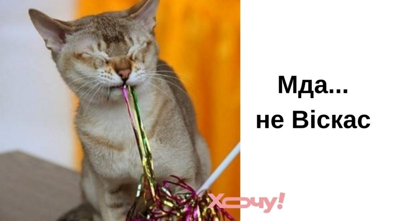 Веселі меми про ялинку та кота