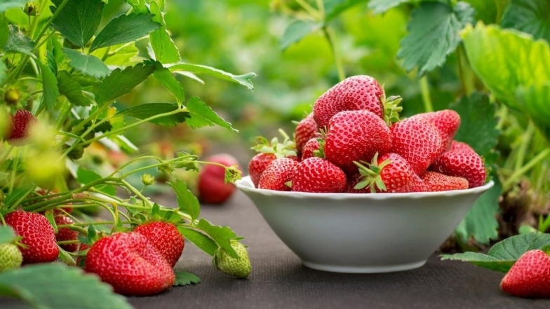 Вся грядка буде засипана соковитими ягодами: 3 найпростіші варіанти підживлення полуниці, яка цвіте - фото №1