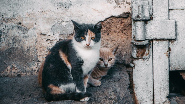 Бездомные кошки, фото