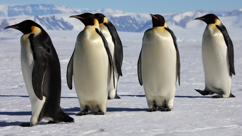 документальные фильмы о пингвинах