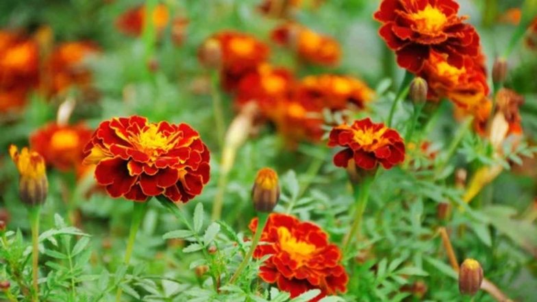 что посадить у яблони