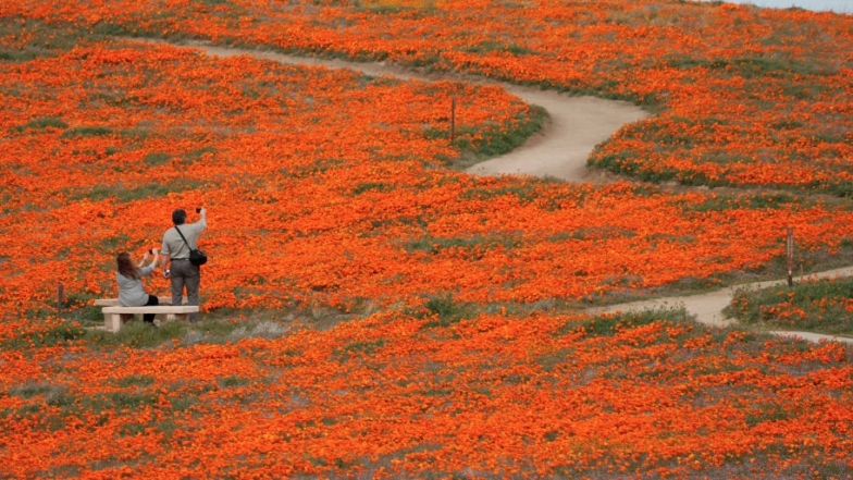 Макові поля в Каліфорнії фото