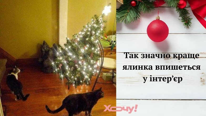 Веселі меми про ялинку та кота