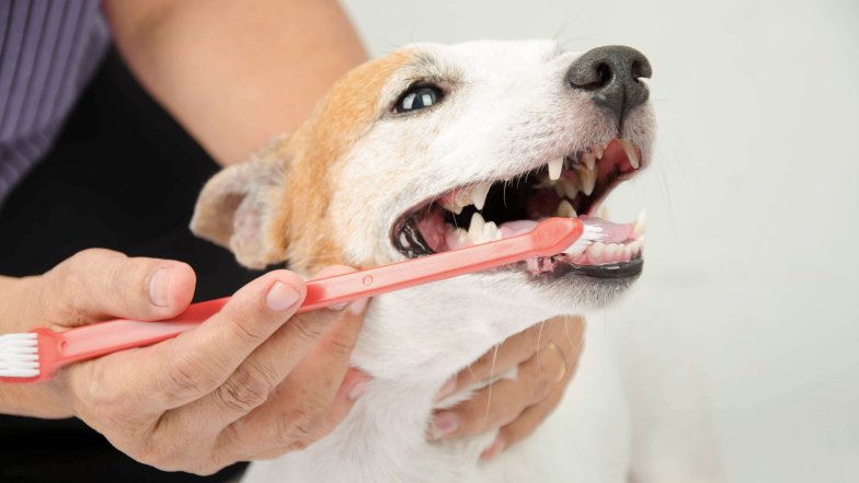 Чистка зубов собаке, фото