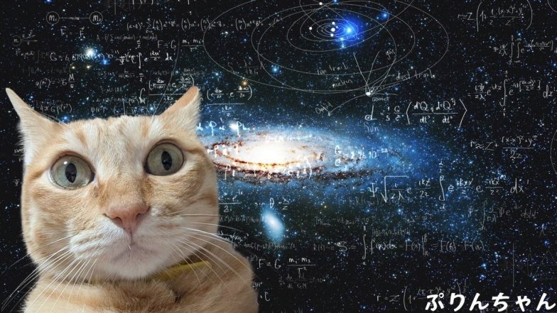 Які шпалери з мемами поставити на телефон