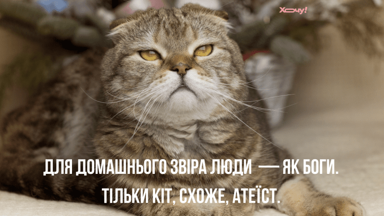 приколы о животных