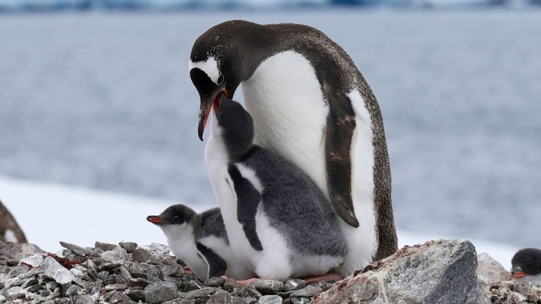 Взрослый пингвин кормит маленького
