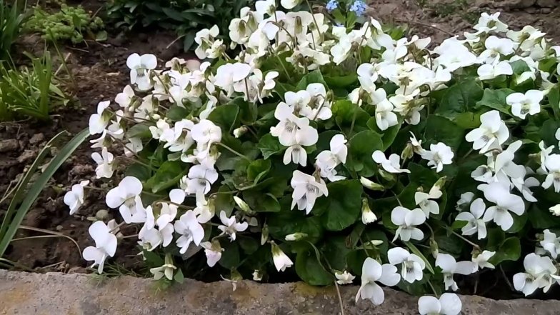 фиалки растут в саду