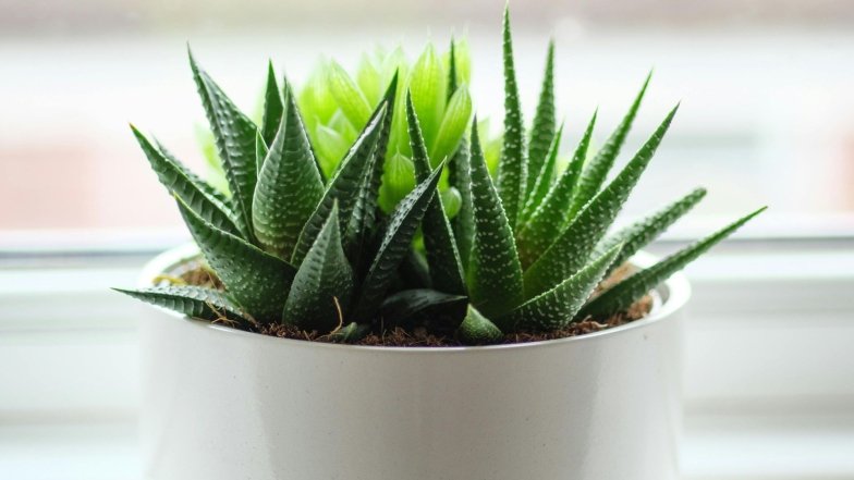 Что подарить девушке на 8 Марта до 1000 грн