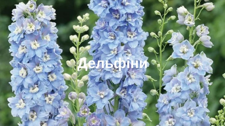 Самые популярные цветы и их "мужские" названия