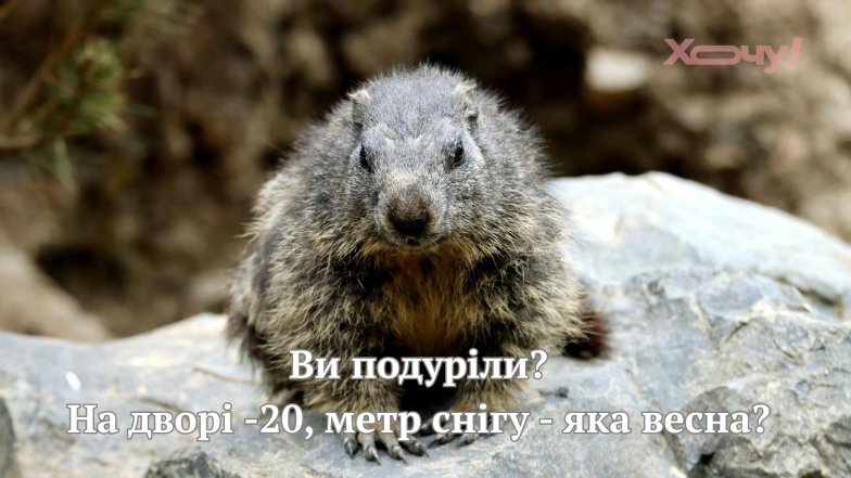 Шутки ко дню сурка