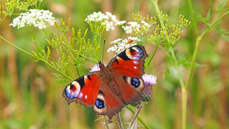 Самое красивое насекомое: фотографии вдохновляющих и заряжающих энергией бабочек (ФОТО) - фото №2