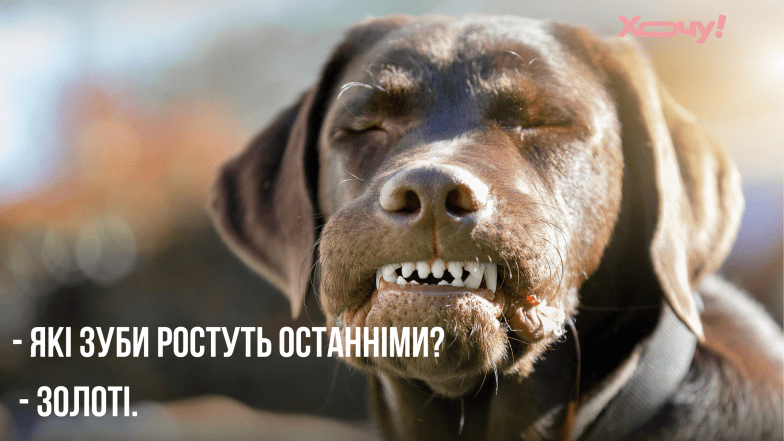 приколи про стоматологів