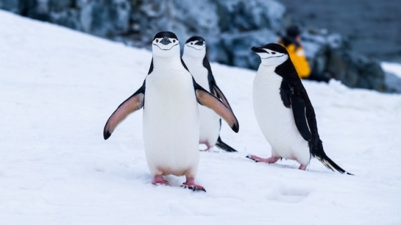 Цікаві фото пінгвінів