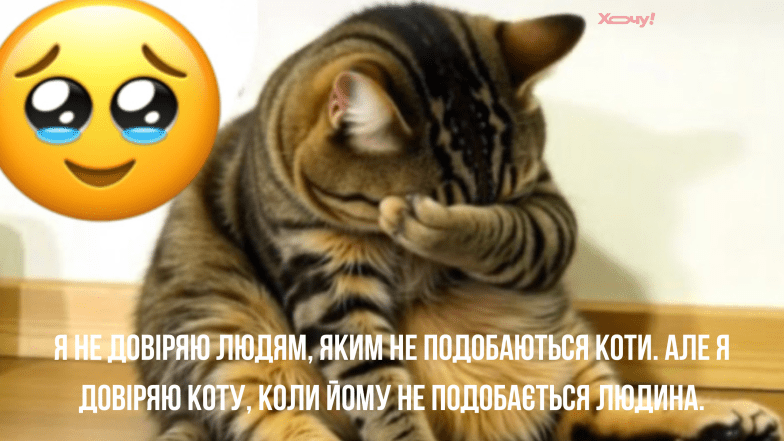 видео с животными